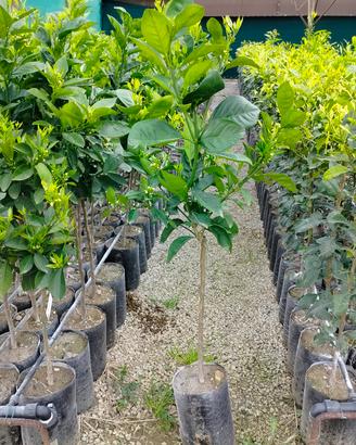 arancio newhall su arancio amaro 