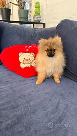 Spitz Tedesco nano