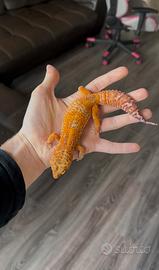 Geco leopardino