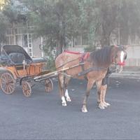 Carrozza e calesse