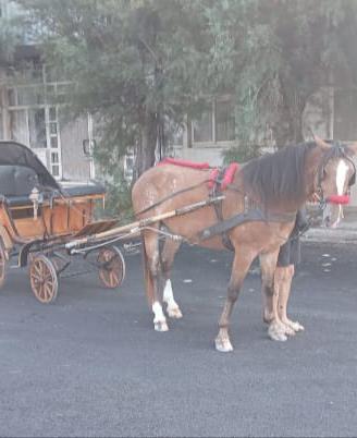 Carrozza e calesse