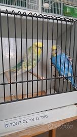 Coppia riproduttrice Hagaromo