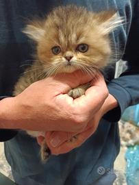 Gatto persiano
