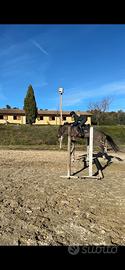 Cavallo
