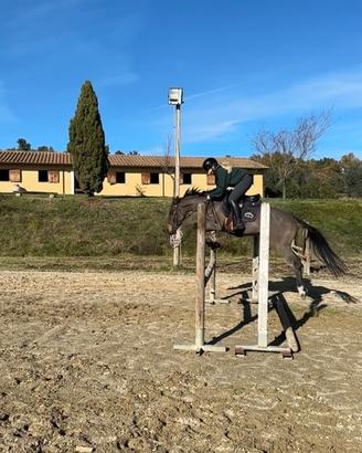 Cavallo