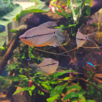 Trichopodus/ trichogaster leerii