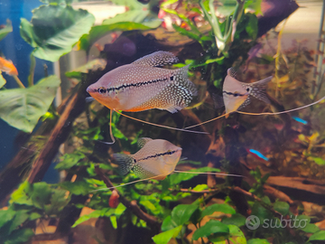 Trichopodus/ trichogaster leerii