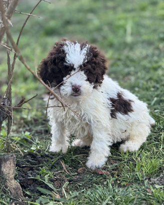 Lagotto romagnolo