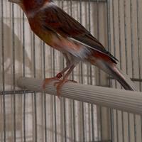 Canarini arlecchini portoghesi