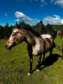 Cavalla appalosa