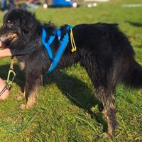 pettorina per cani 