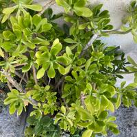 Talee di Borracina gigante