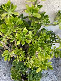 Talee di Borracina gigante