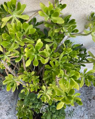 Talee di Borracina gigante