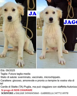 Canile cuccioli