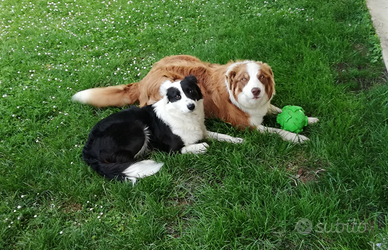 Border collie per accoppiamento