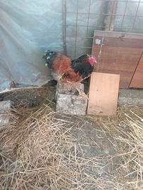Gallo brahma 1 anno