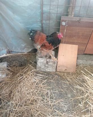 Gallo brahma 1 anno