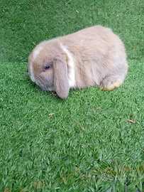 Coniglio ariete nano