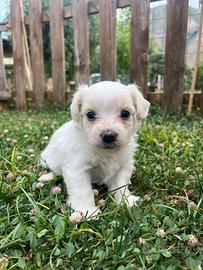 Maltipoo