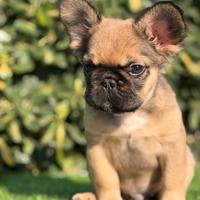 Cucciolo bulldog francese