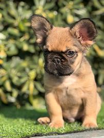 Cucciolo bulldog francese