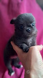 Chihuahua femmina mini PL