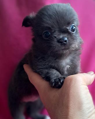Chihuahua femmina mini PL