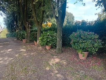  piante camelie rododendri limoni  aranci in vaso