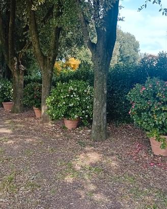  piante camelie rododendri limoni  aranci in vaso