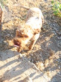 Lagotto da tartufi