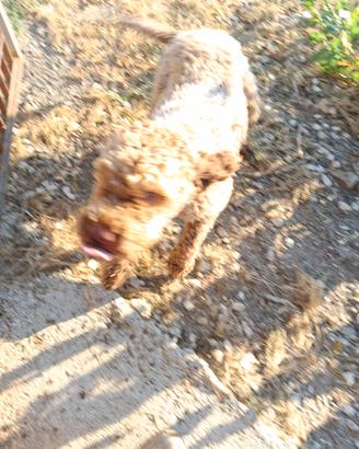 Lagotto da tartufi