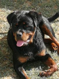 Rottweiler
