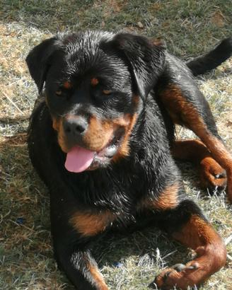 Rottweiler