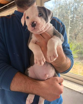 Cuccioli pitbull