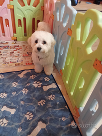 Cane Maltese 450,00 euro trattabili