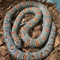 Lampropeltis mexicana mexicana