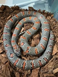 Lampropeltis mexicana mexicana