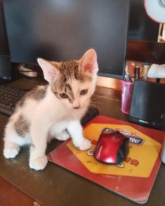 Saimon gattino 2 mesi