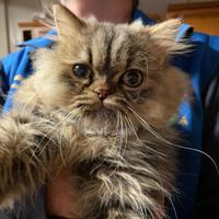 Gatto Persiano Chinchillà per accoppiamento