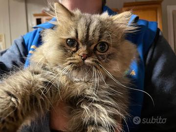 Gatto Persiano Chinchillà per accoppiamento