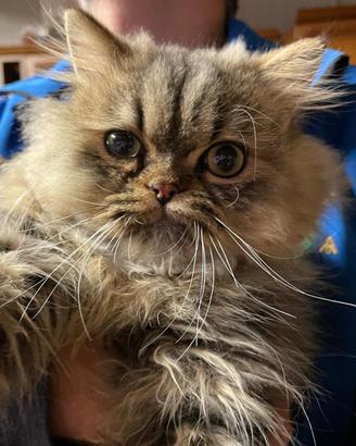 Gatto Persiano Chinchillà per accoppiamento