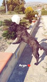 Cane corso per monta