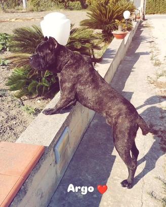 Cane corso per monta