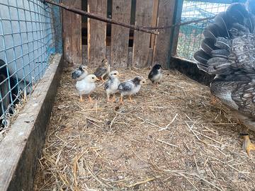 Pulcini gallina nana