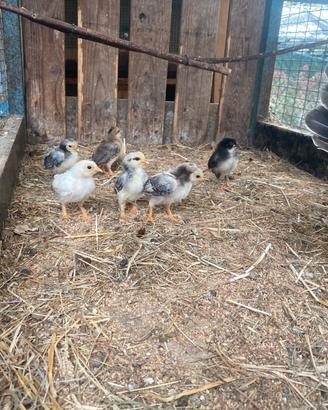 Pulcini gallina nana