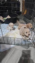 Cuccioli di Maltipoo