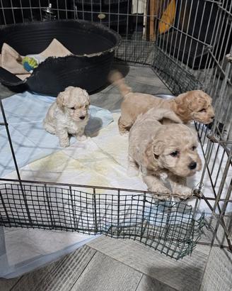 Cuccioli di Maltipoo