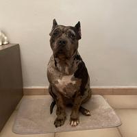 American Bully XL femmina