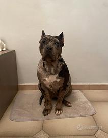 American Bully XL femmina